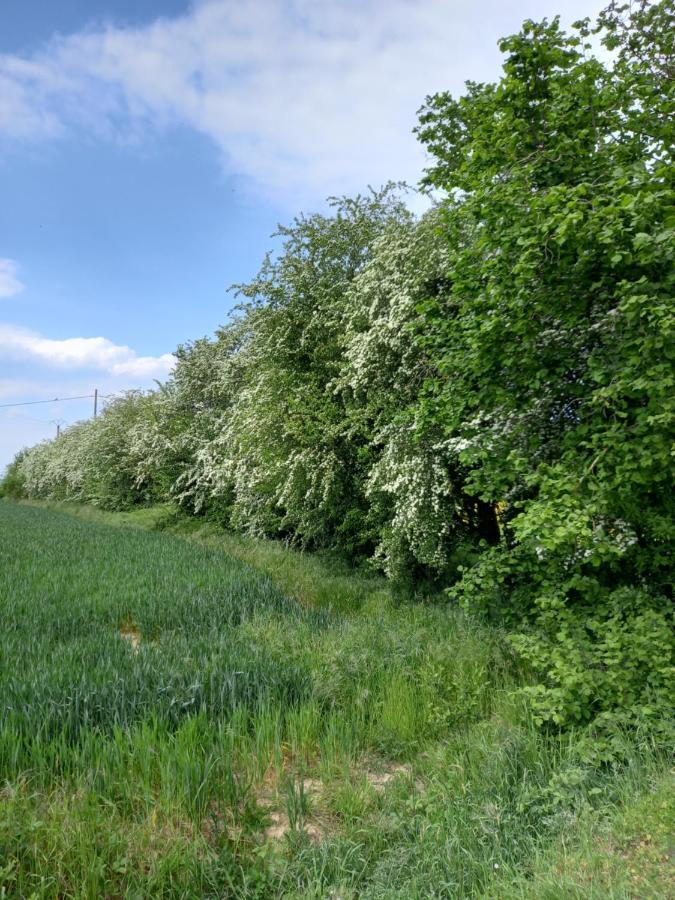 Chez Noelle Bed and Breakfast Illiers-Combray Esterno foto