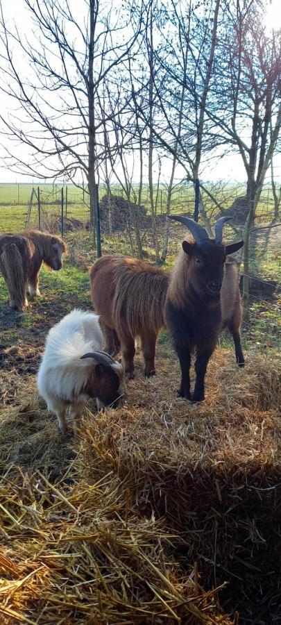 Chez Noelle Bed and Breakfast Illiers-Combray Esterno foto
