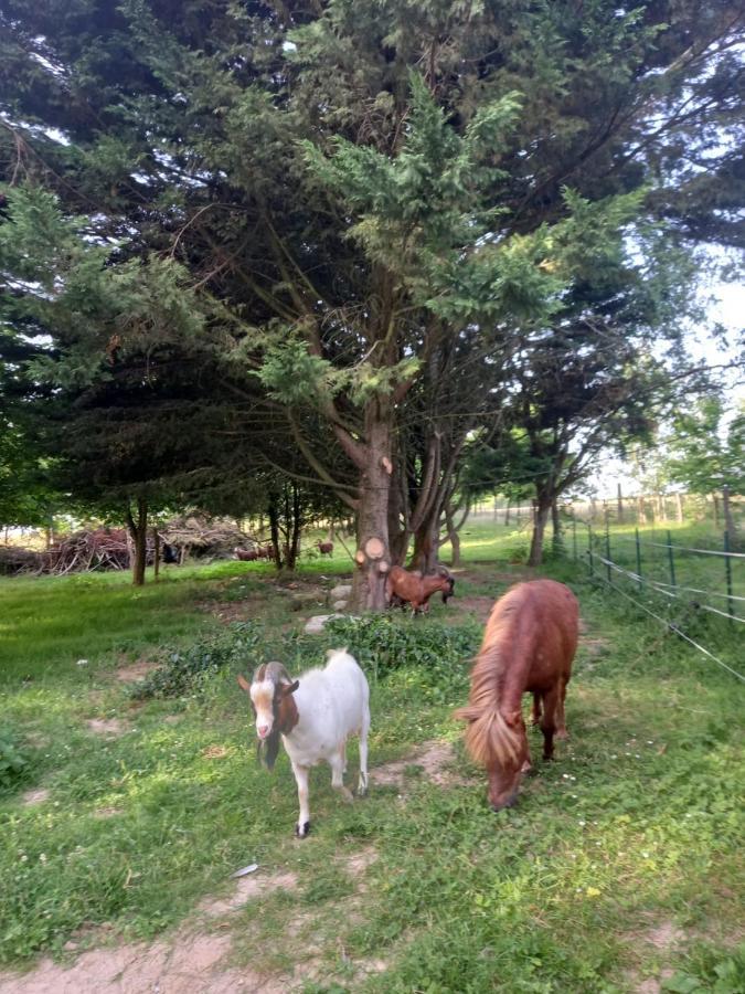 Chez Noelle Bed and Breakfast Illiers-Combray Esterno foto